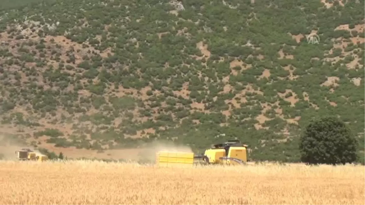 Gaziantep\'te buğday hasadına başlandı