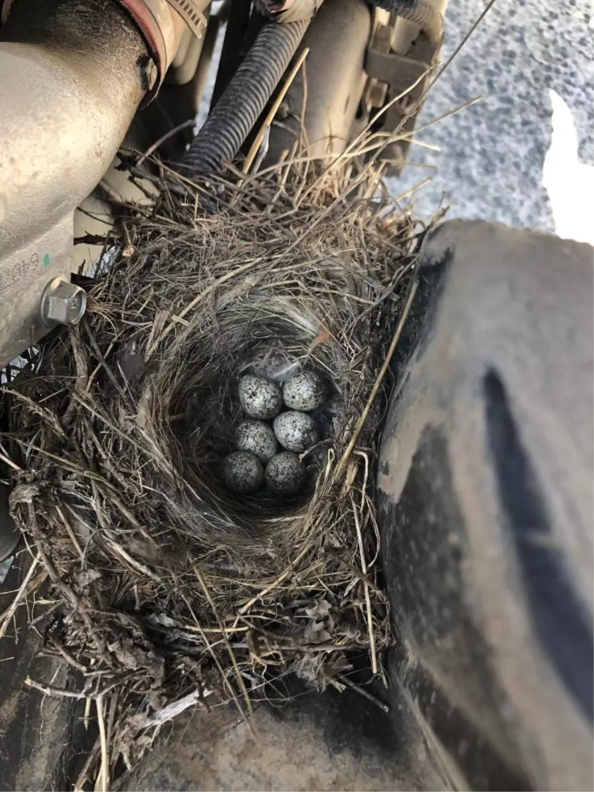 Sığırcık otomobilin motorunda yavruladı