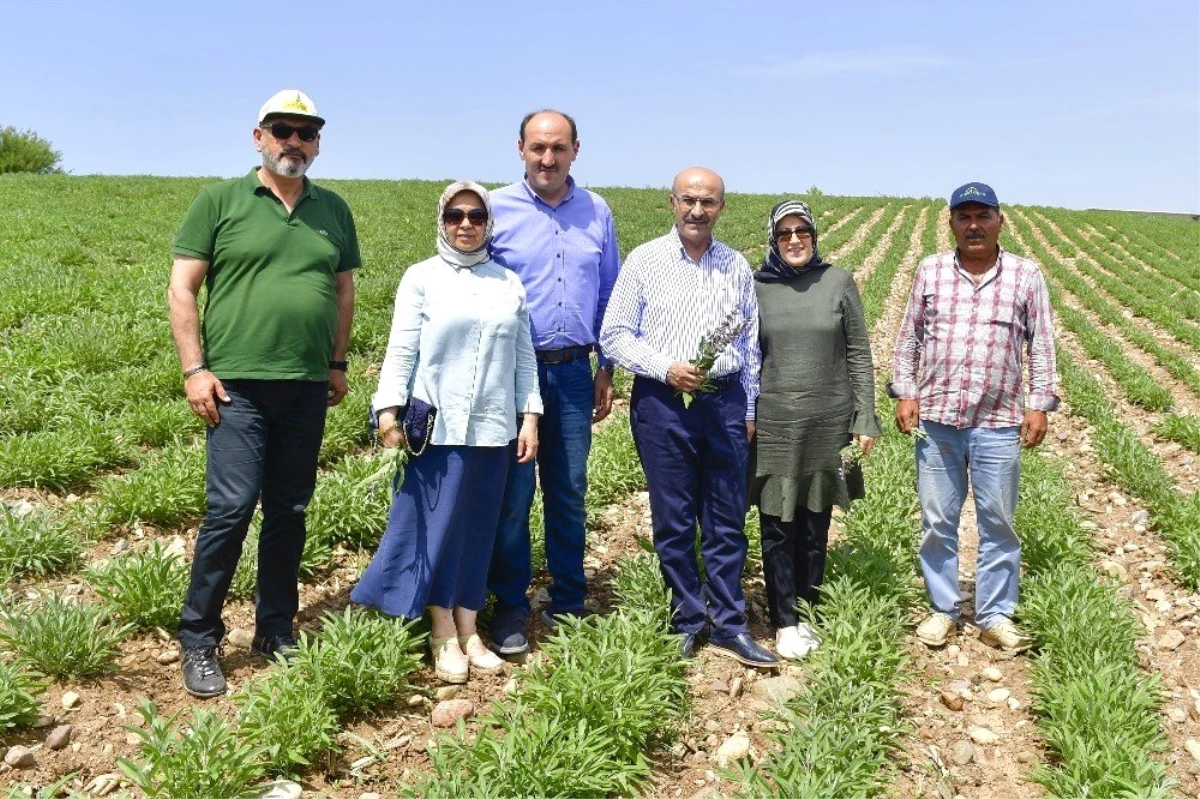 Adana\'da tarımsal ürün çeşitliliği artıyor