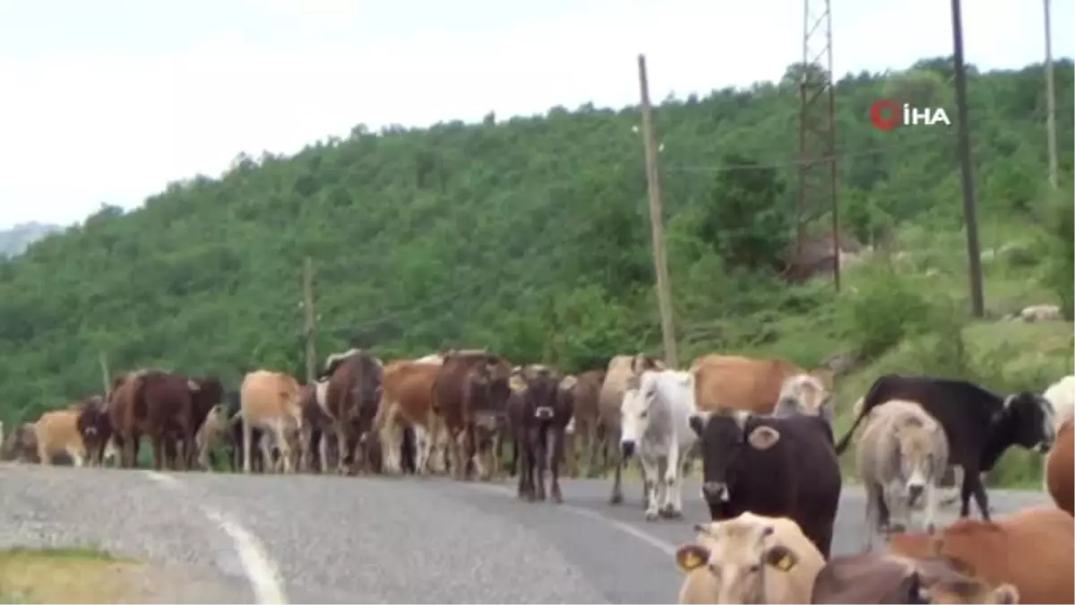 Çobanların yayla yolculuğu başladı