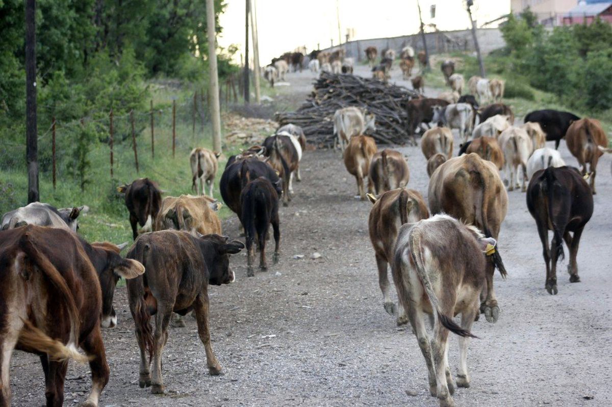 Çobanların yayla yolculukları başladı