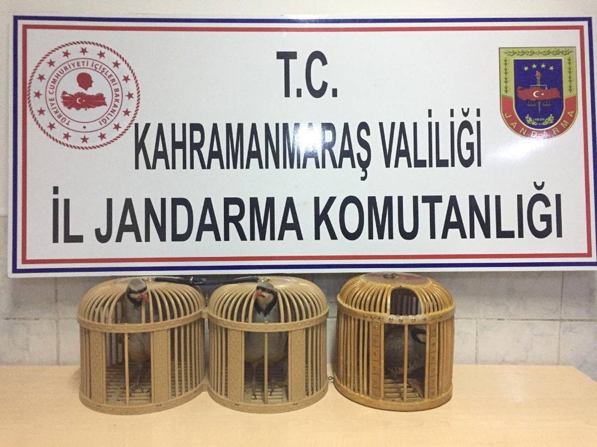 Jandarma kaçak keklik avına geçit vermedi
