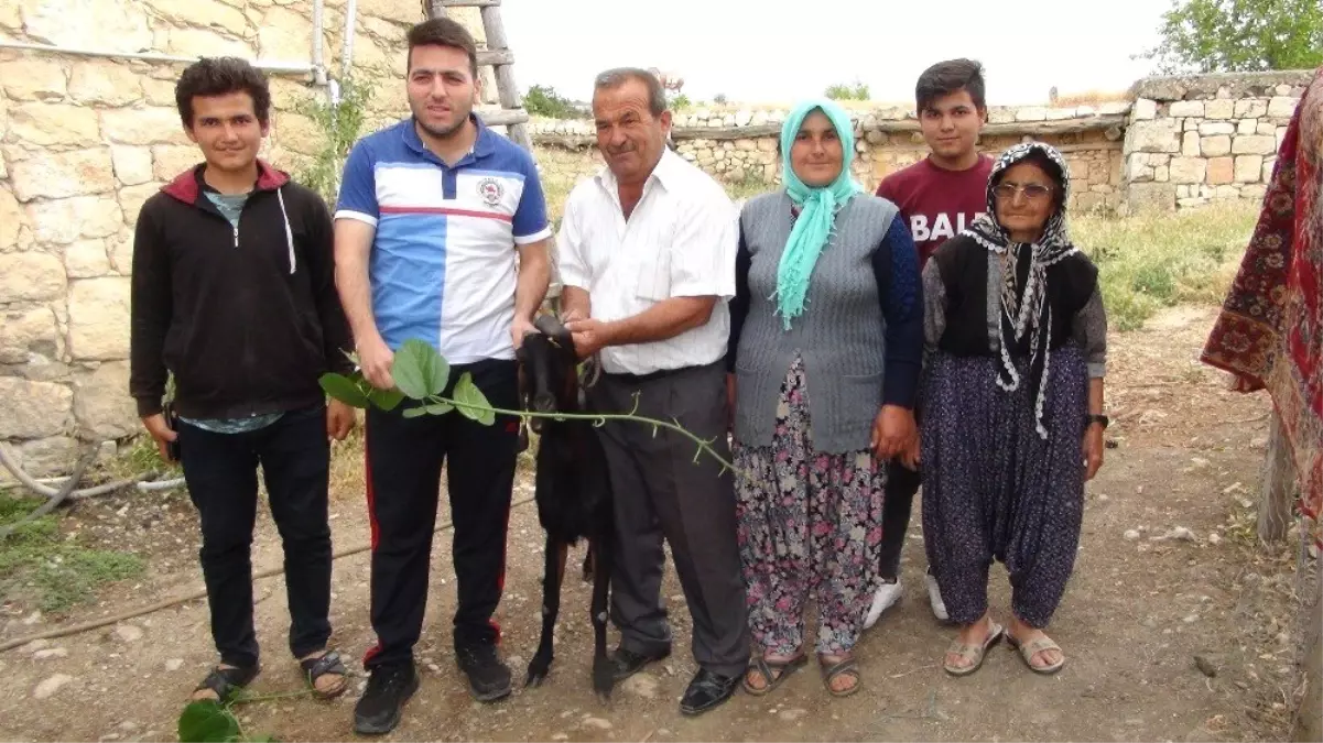 Keçinin kulağından boynuz çıktı