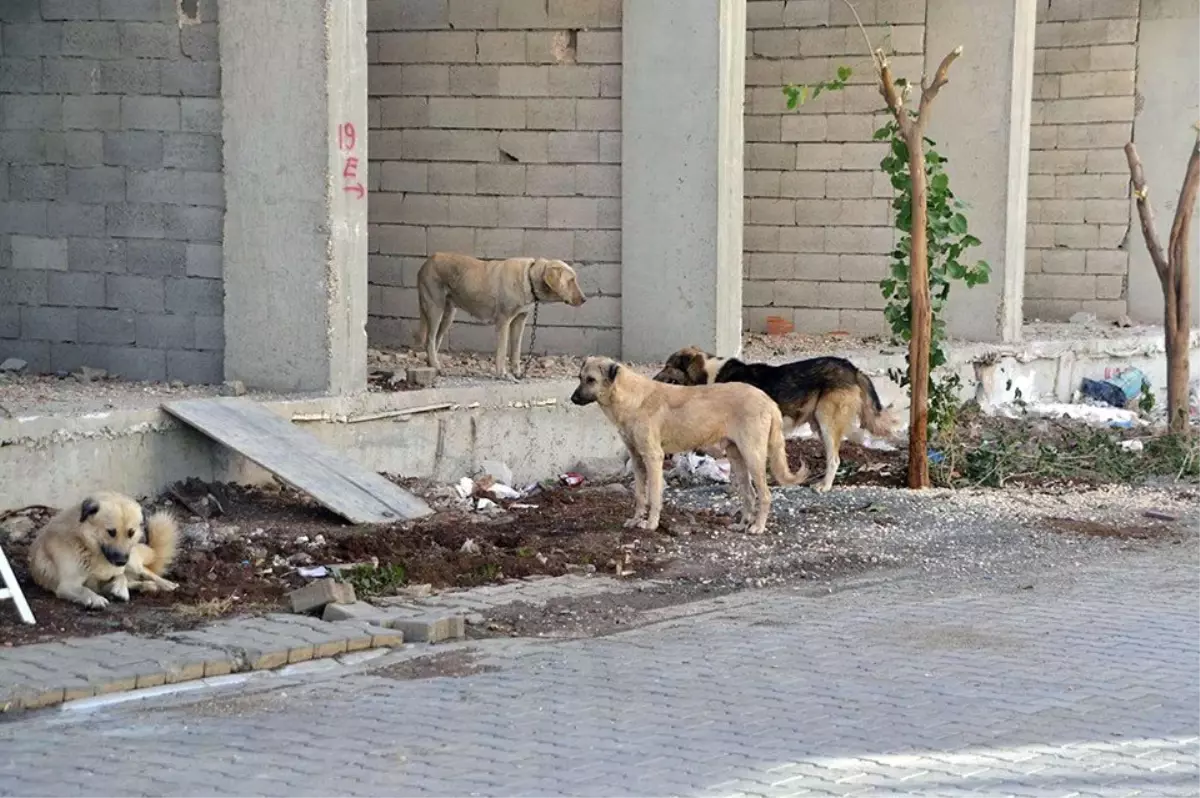 Köpeklerin saldırısına uğrayan genç bisikletten düşerek yaralandı