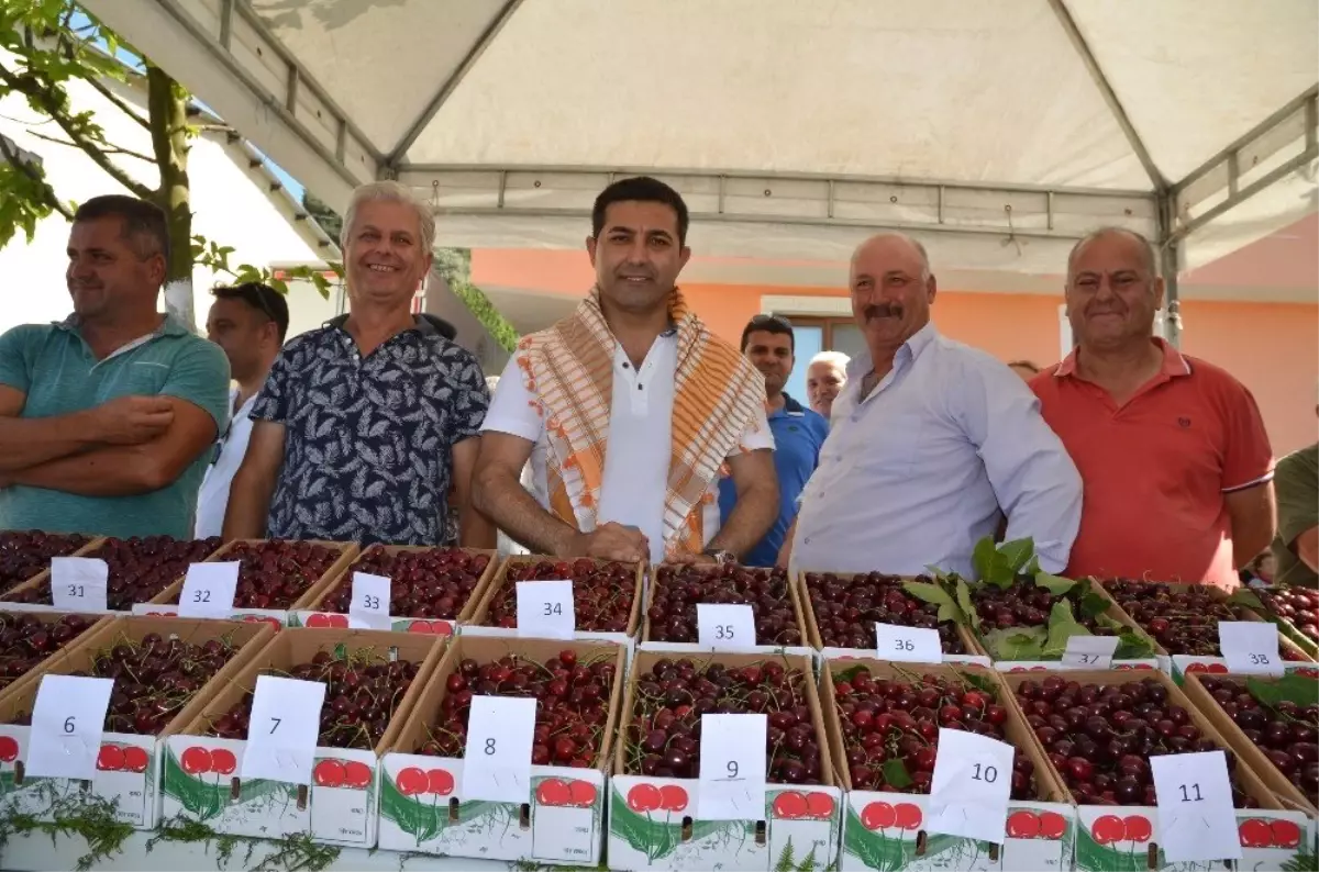 Kuşadası Kirazlı Kiraz Festivali 7 yıl sonra yeniden düzenlendi