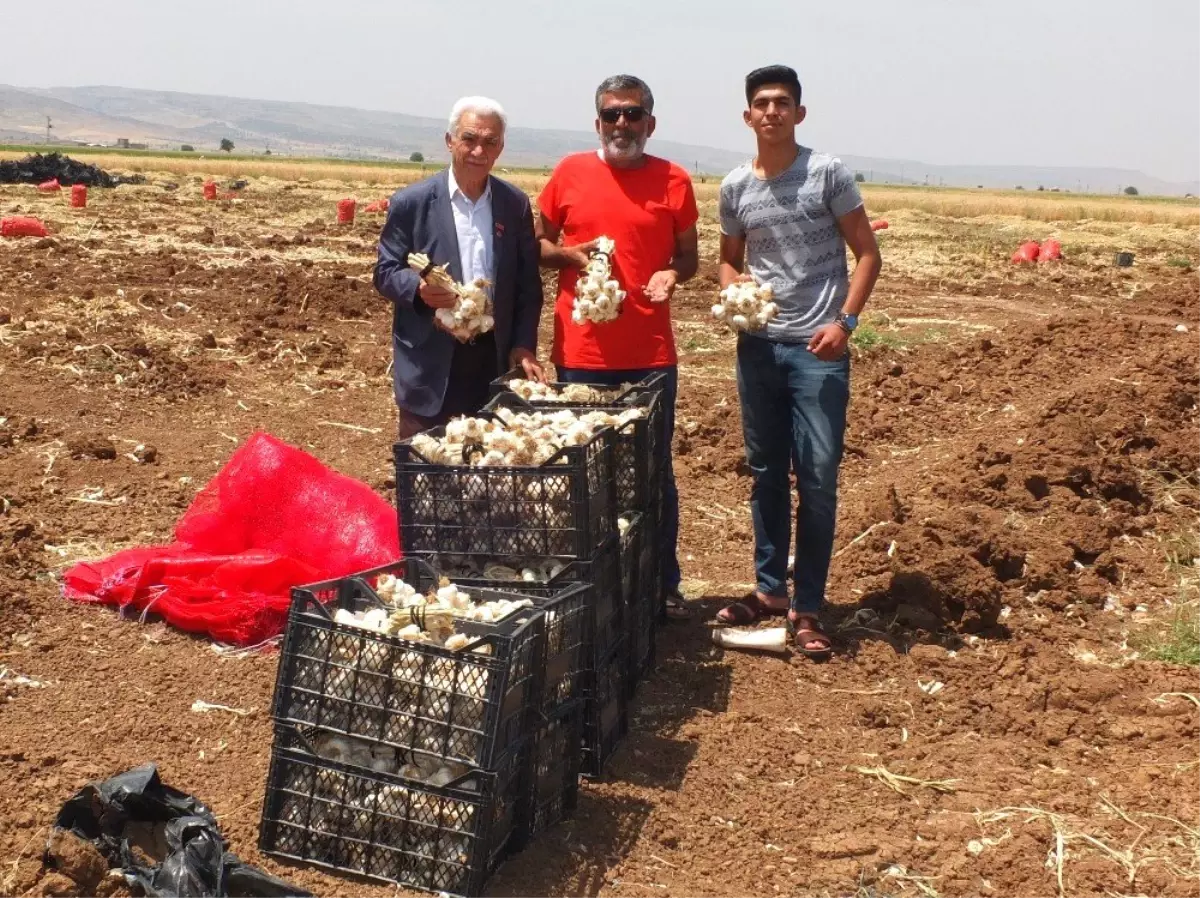 Sarımsaklarını şehit ve gazi ailelerine bağışladı