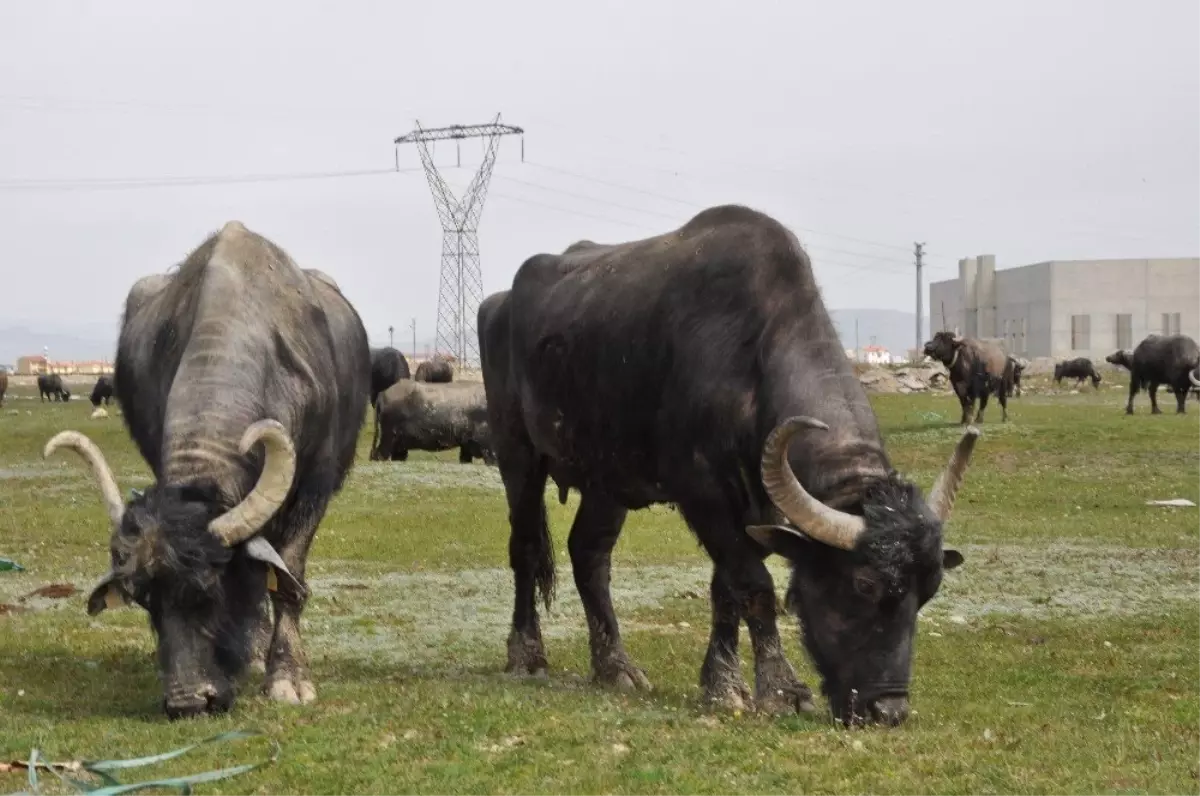 Afyonkarahisar\'da manda varlığı arttı