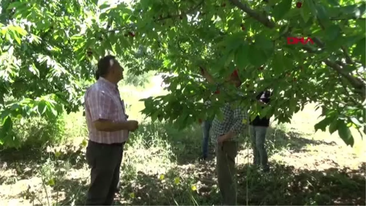 BURSA İngiliz Kraliyet Ailesi\'nin sofrasına İnegöl kirazı