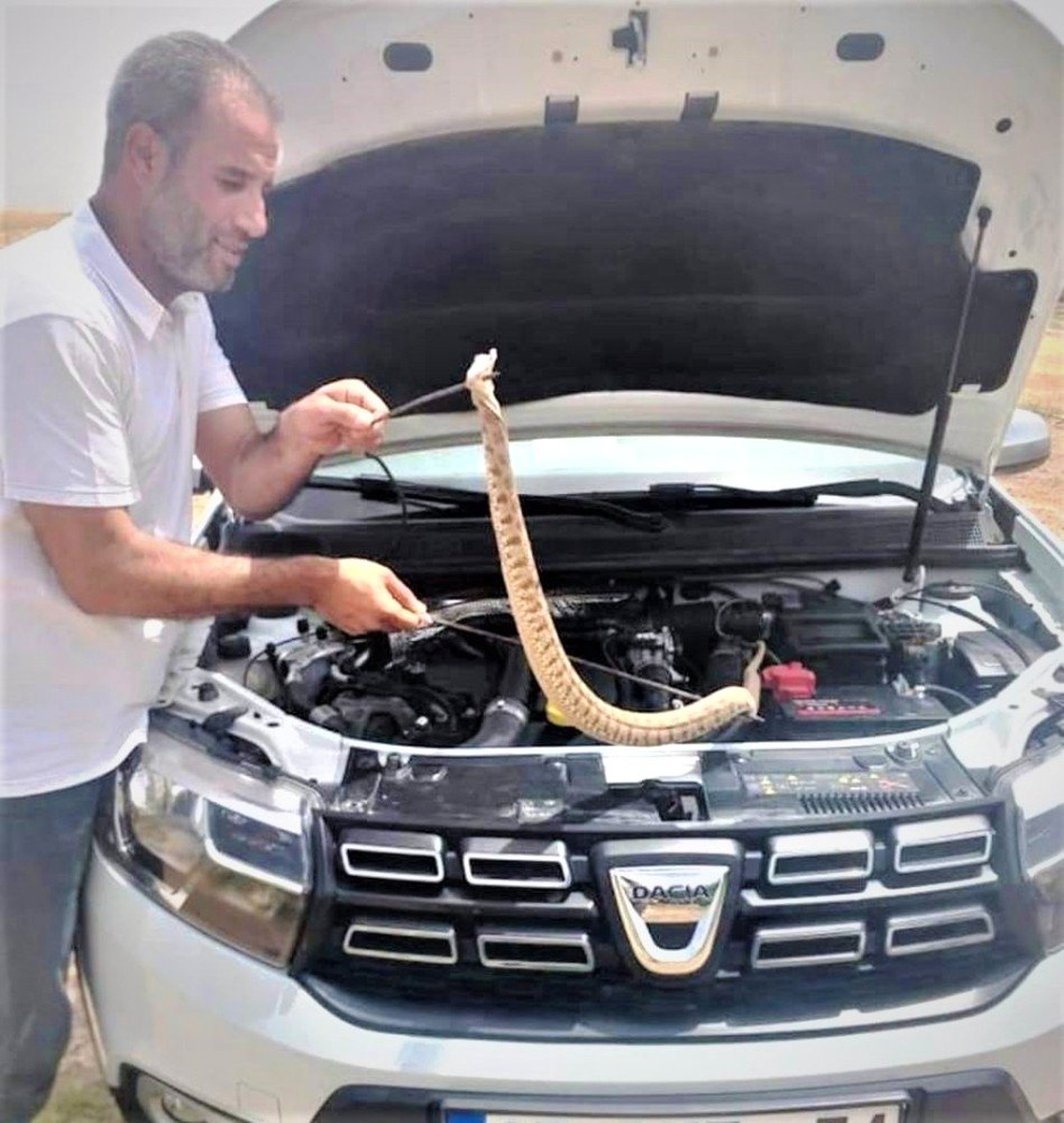 Otomobilin motoruna giren yılan güçlükle çıkartıldı