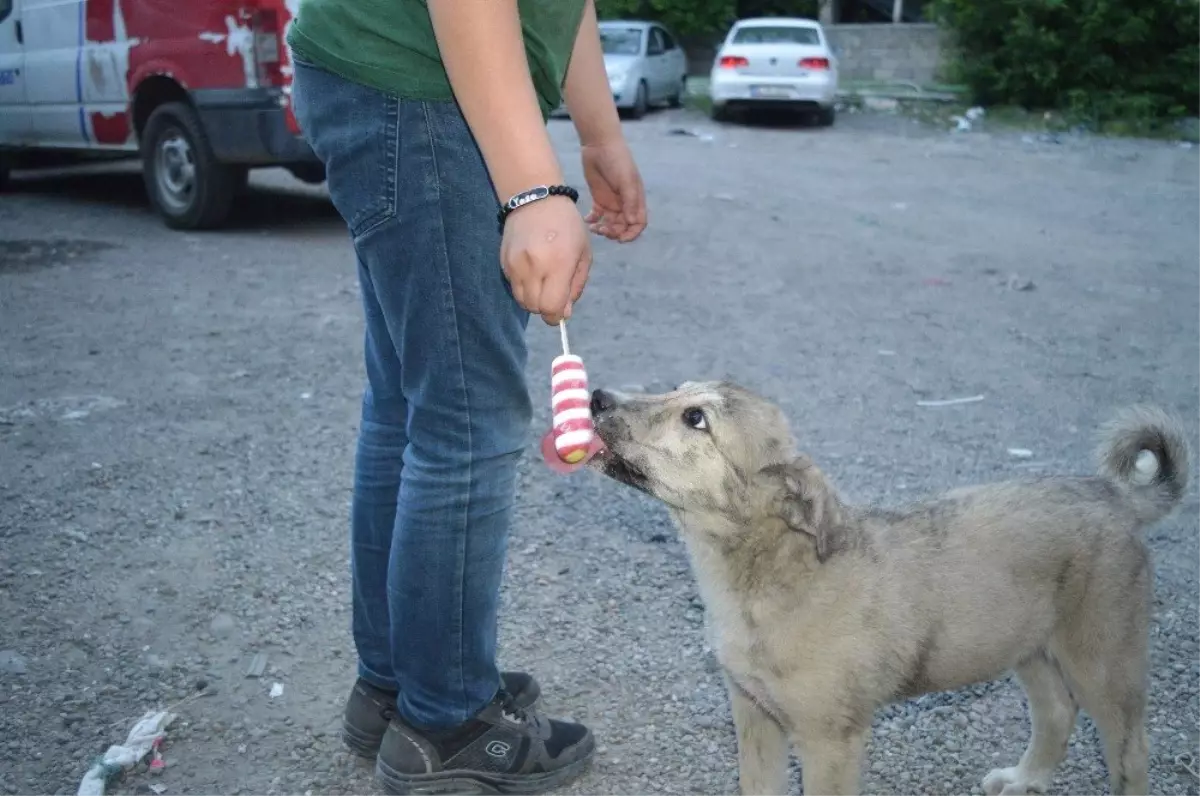 Sıcaktan bunalan köpeğe dondurma yedirdi