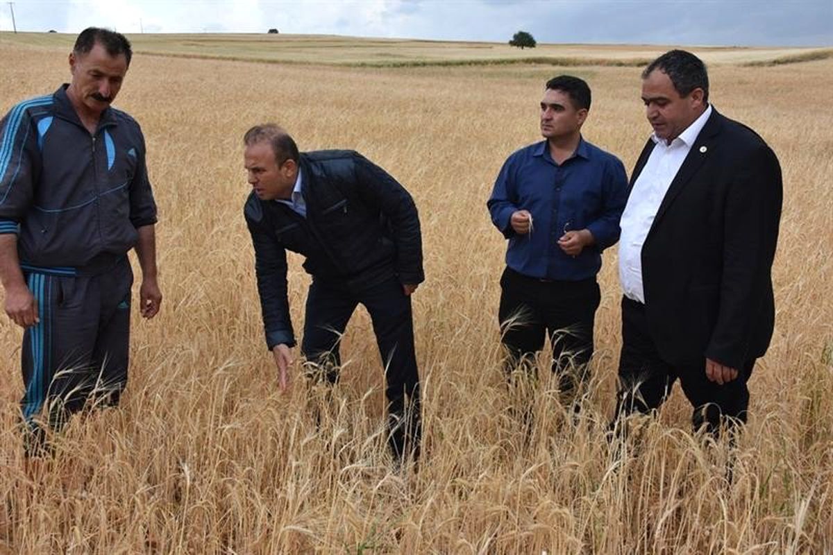 Aksaray\'da dolu tarım arazilerine zarar verdi