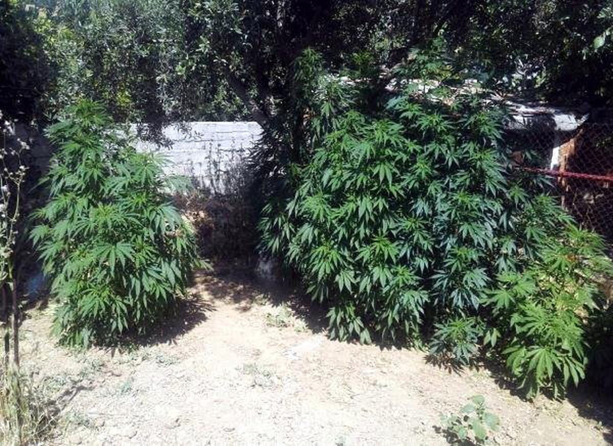 Arazisinde Hint keneviri yetiştirildiği ihbarında bulundu, gözaltına alındı