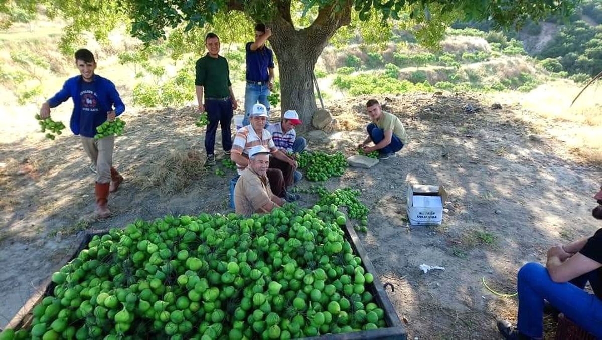 Aydın\'da ilekleme sezonu başladı