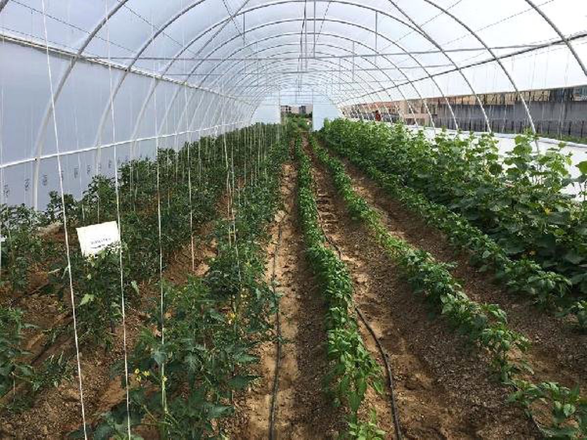Bursa E Tipi Cezaevi\'nde tarımsal üretim başladı