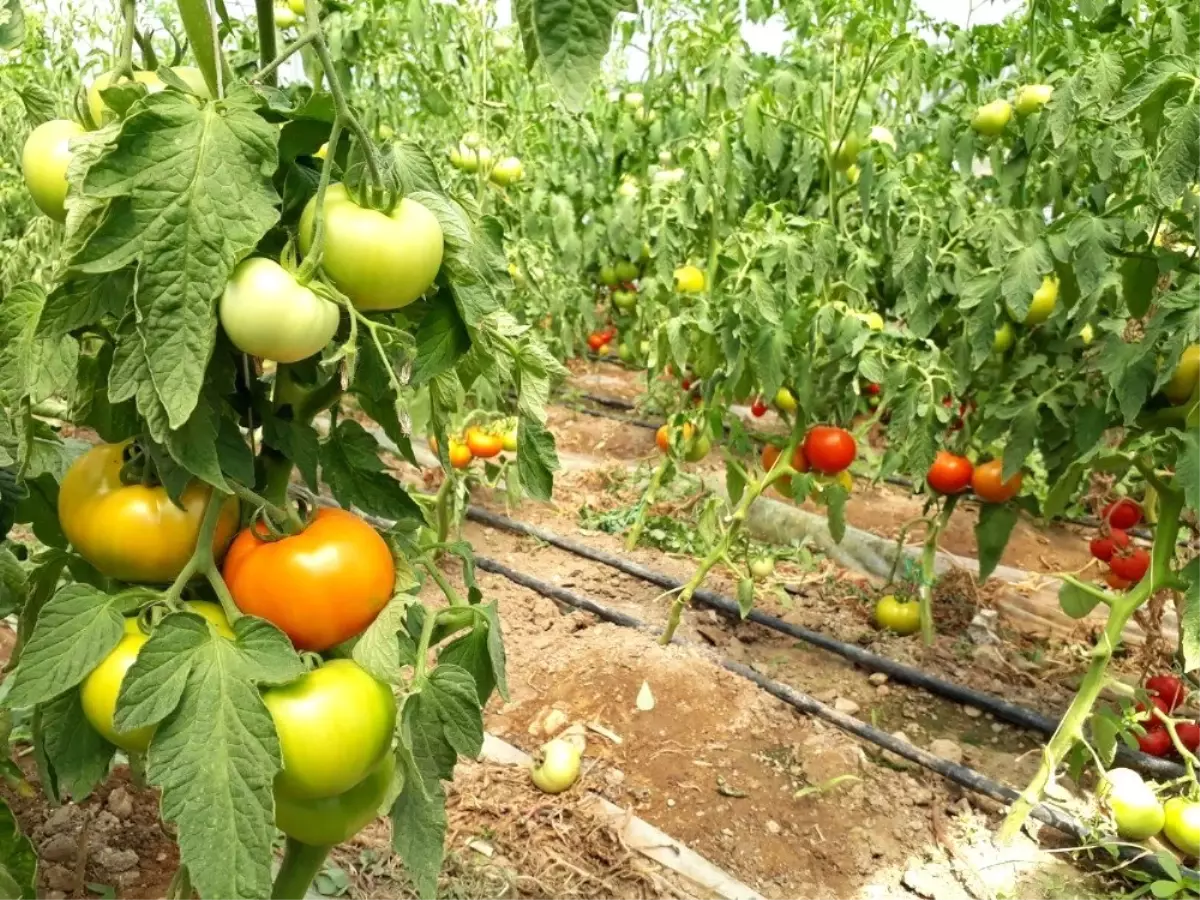 Büyükşehirin yüzde 75 hibe destekli seraları üreticinin yüzünü güldürüyor