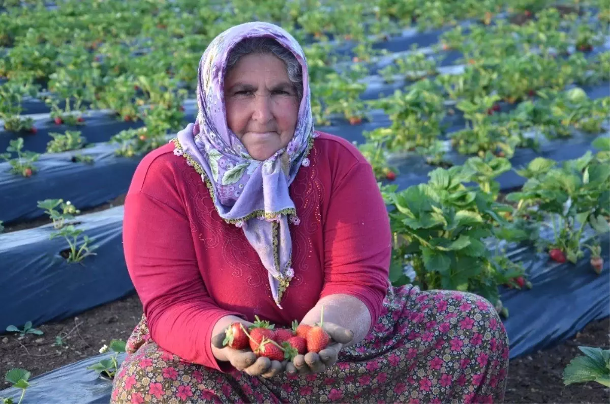 Çilek üretimi çiftçilerin yeni geçim kaynağı oldu