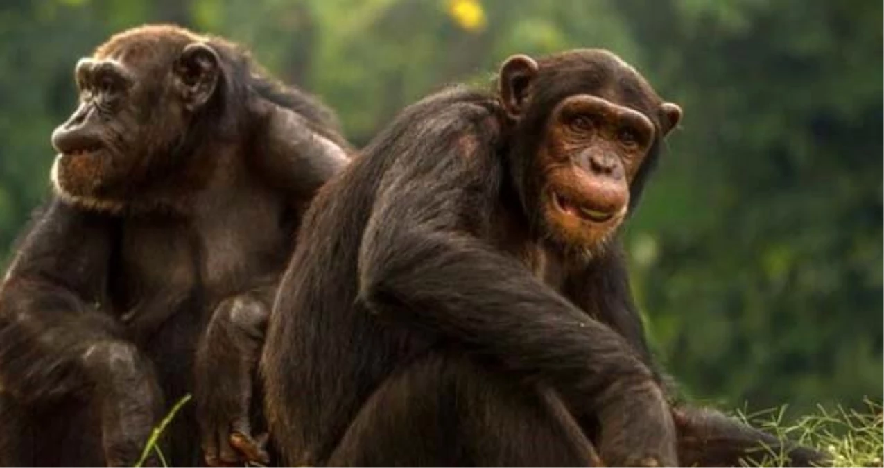 Daily Telegraph: İngiltere\'de bazı zenginler düğünlerde şempanze eti yiyor