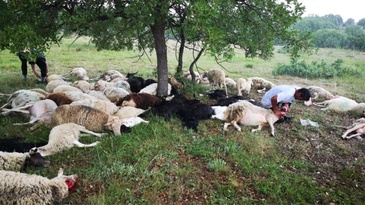 Eskişehir\'de 55 koyun yıldırım sebebiyle telef oldu