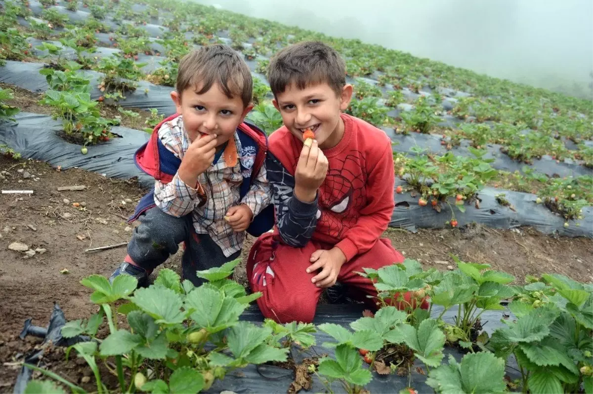 Güneş yerine sisle olgunlaşan çilekler toplanıyor