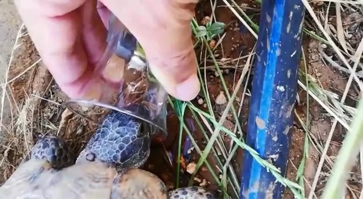 Diyarbakır\'da bir kişi, sıcaktan bunalan kaplumbağaya bardaktan su içirdi