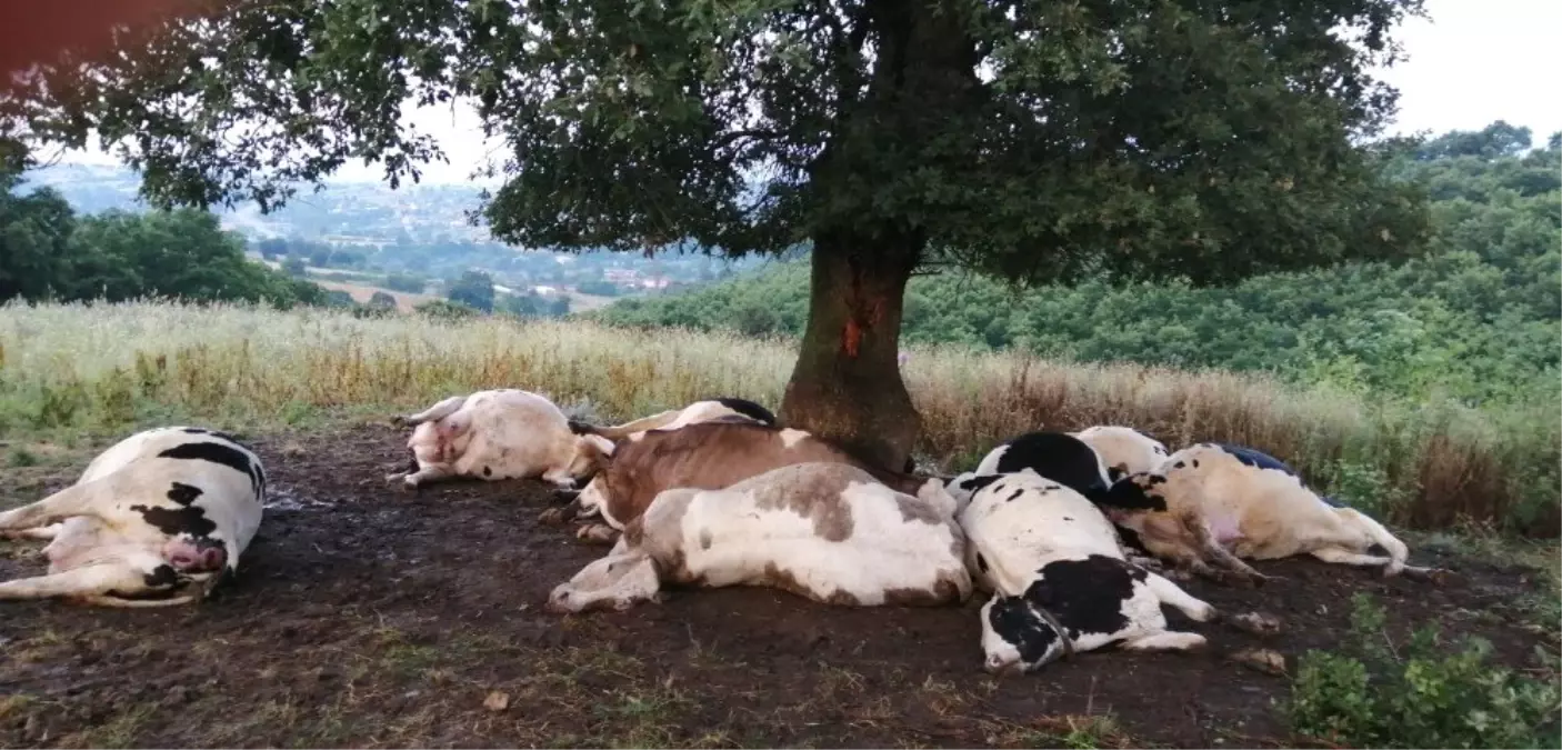 Ağaca yıldırım düştü, 10 inek telef oldu