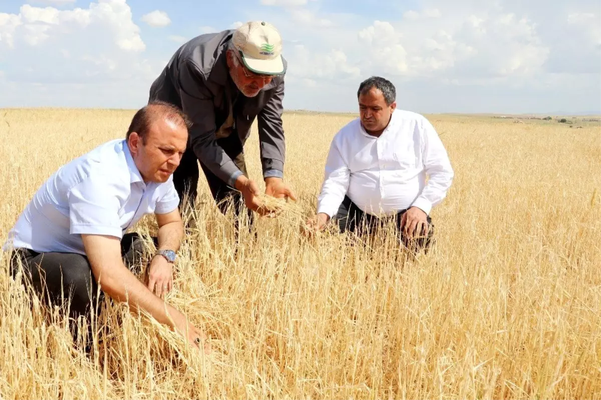 Aksaray\'da tarım arazilerini dolu vurdu