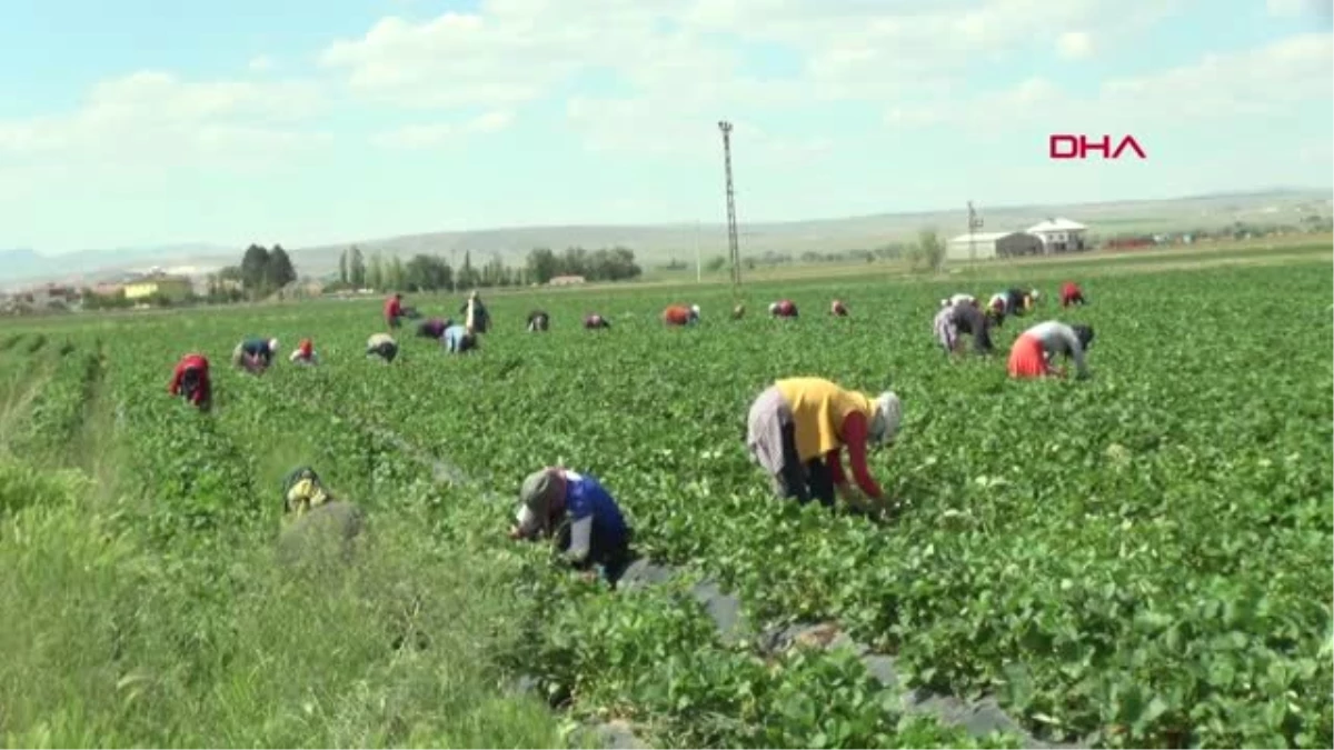 AKSARAY Mevsimlik işçi olarak geldiği köyde, çilek üreticisi oldu