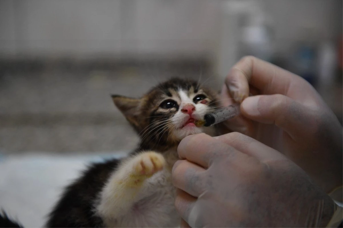 Bursa\'da kedilere özel hastane