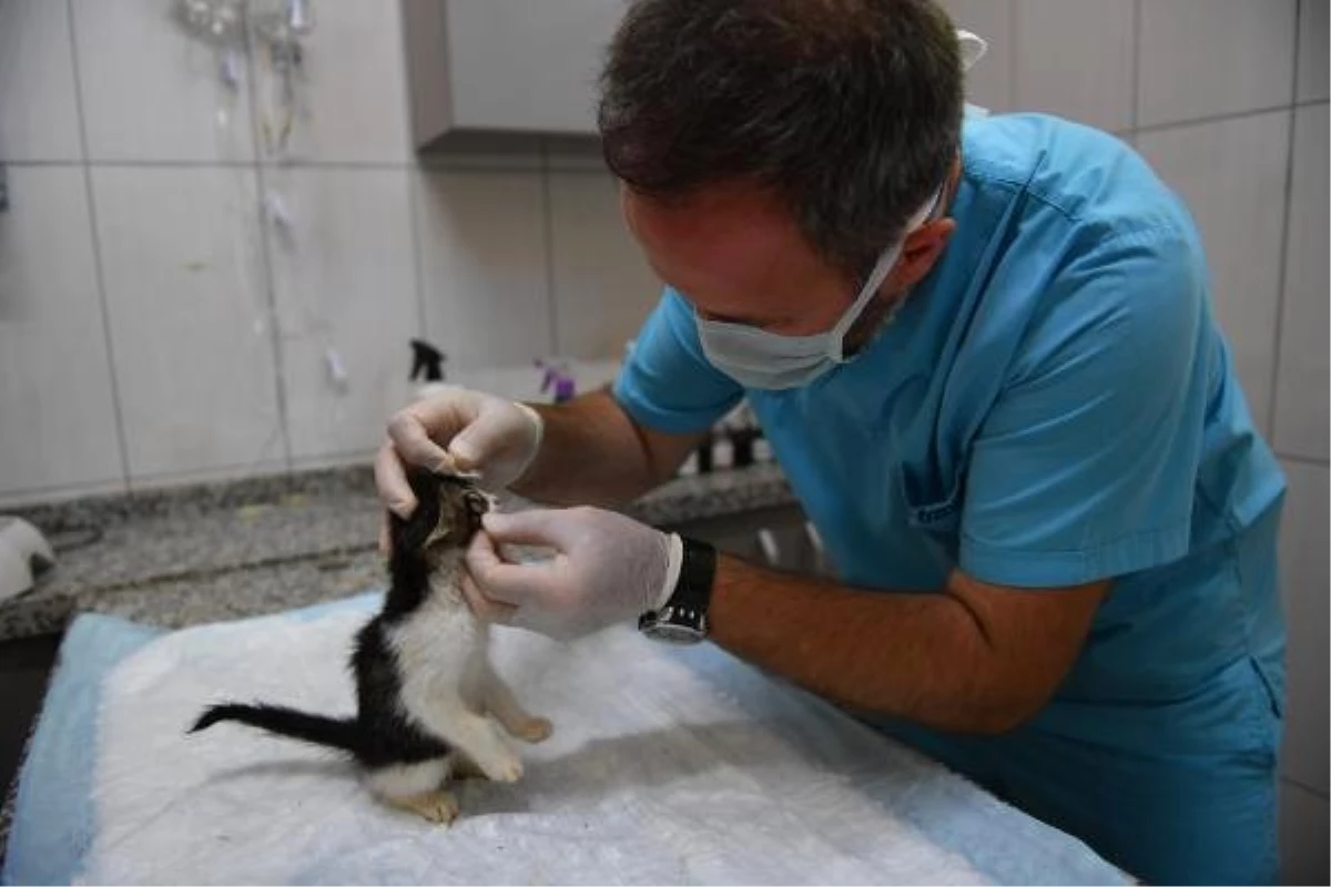 Bursa\'da sadece kedilere hizmet verilen tedavi ünitesi