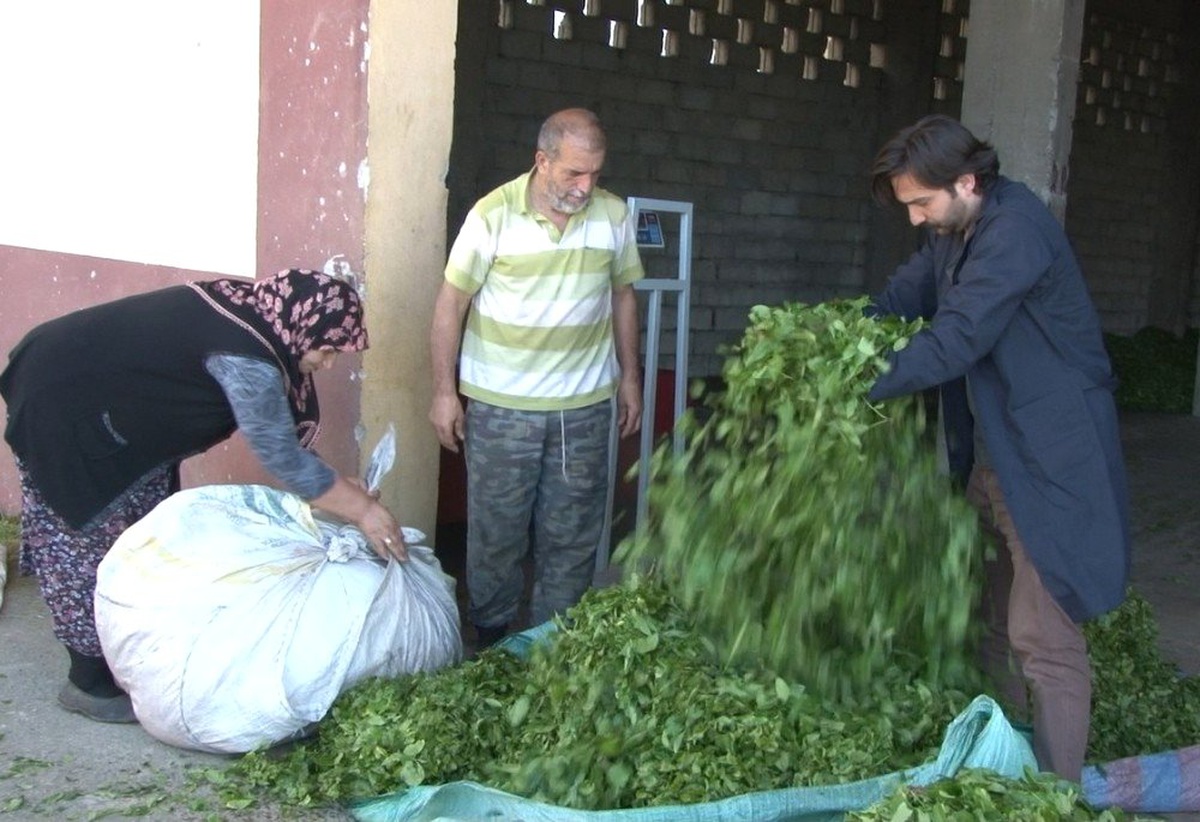ÇAYKUR son 20 yılın en fazla çayını aldı
