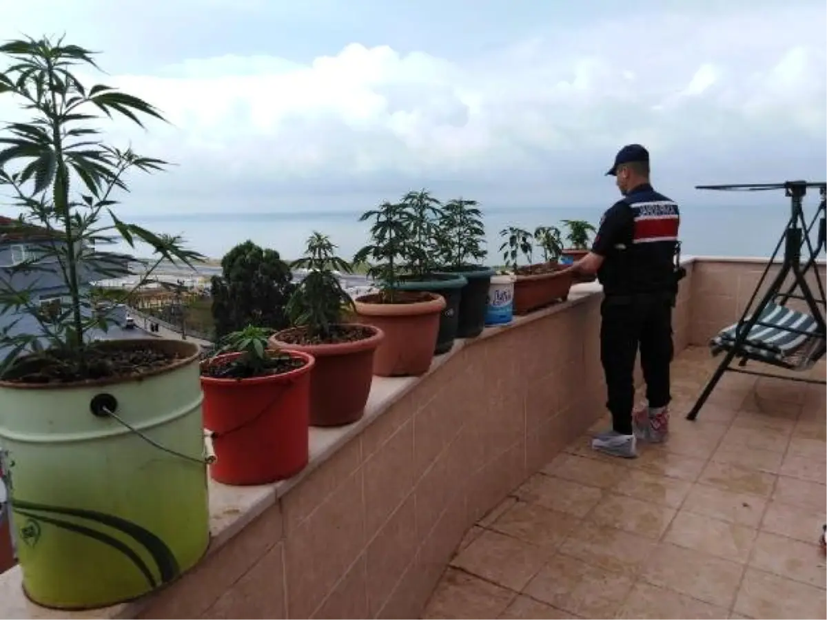 Deniz manzaralı evinde kenevir yetiştiren kadın yakalandı