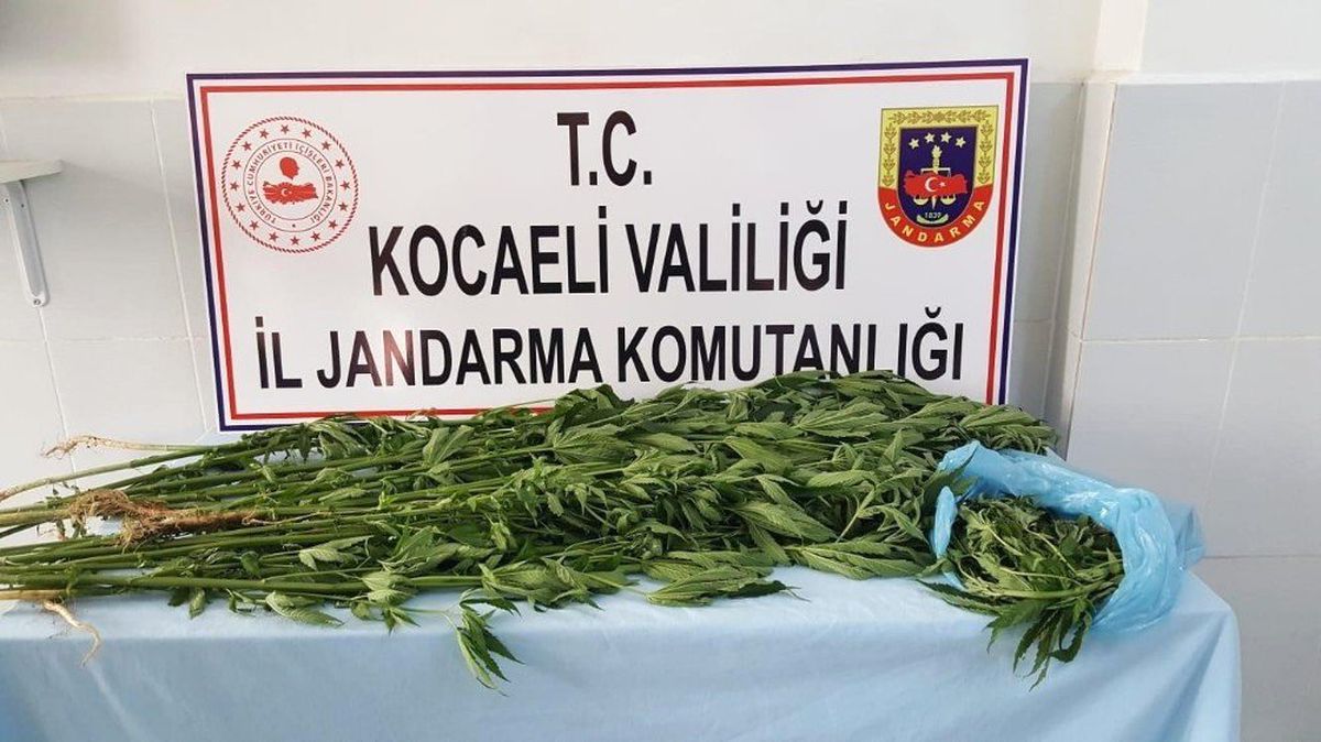 İzmit\'te ormanlık alana ekili 67 kök kenevir ele geçirildi