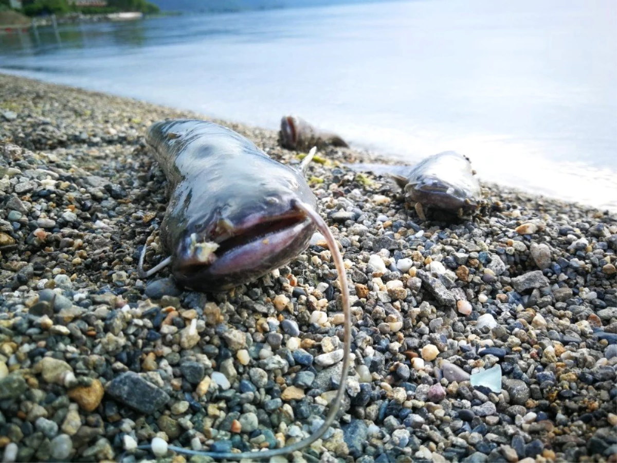 İznik Gölü\'nde balık ölümleri