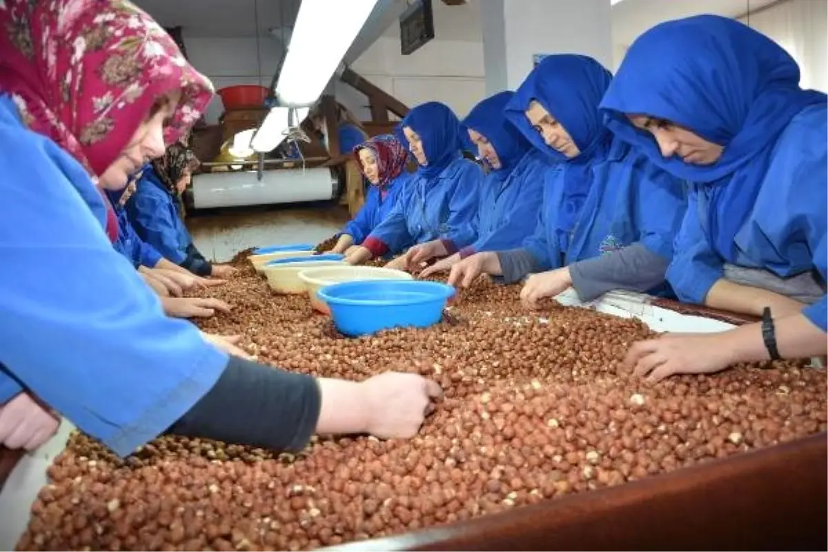 Kadınların işlediği fındık, dünyaya ihraç ediliyor