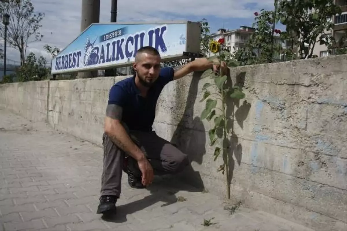 Kaldırımda yetişen ayçiçeği görenleri şaşırtıyor