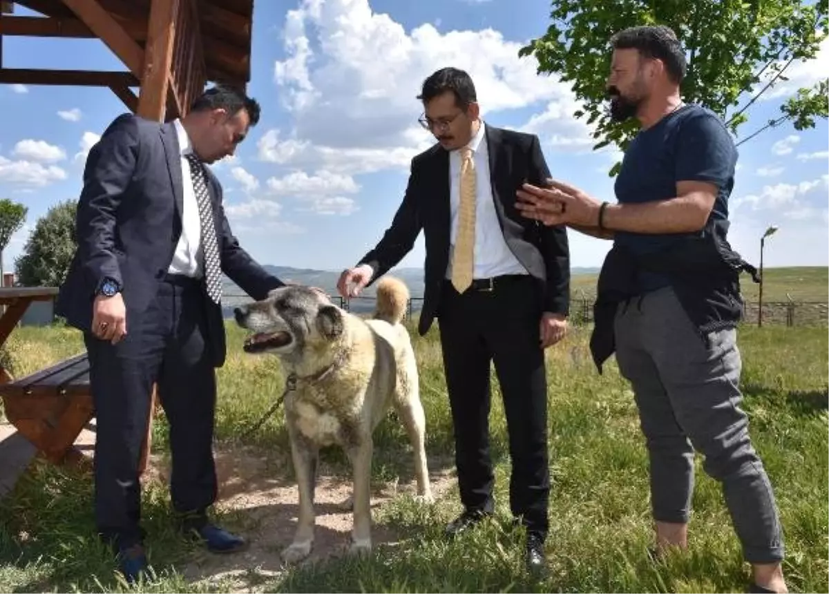 Kangal Köpeği Merkezi\'nin standartları yükseltilecek