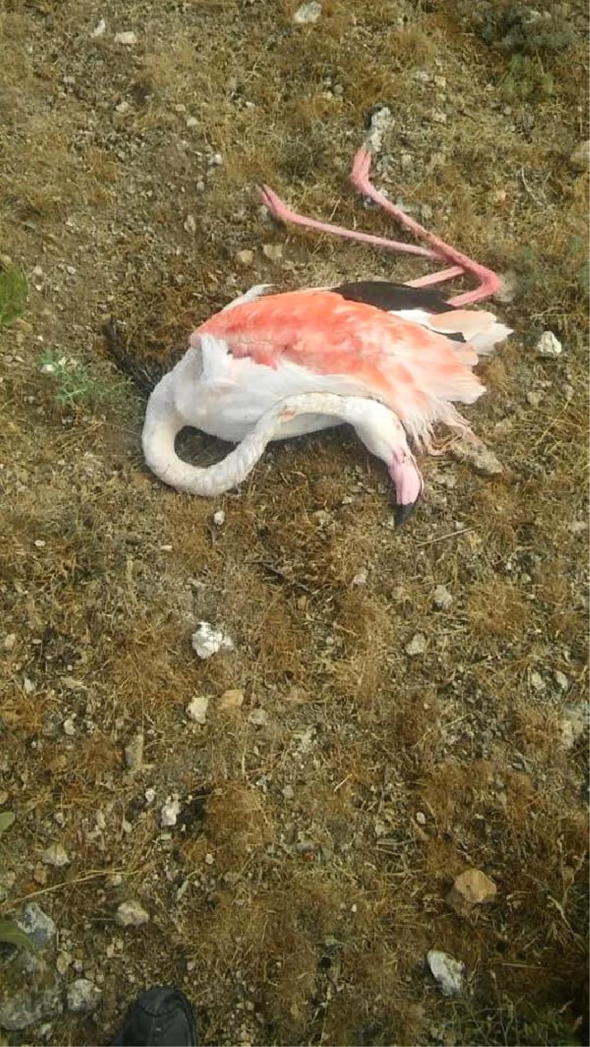 Konya\'da 20 flamingo telef oldu