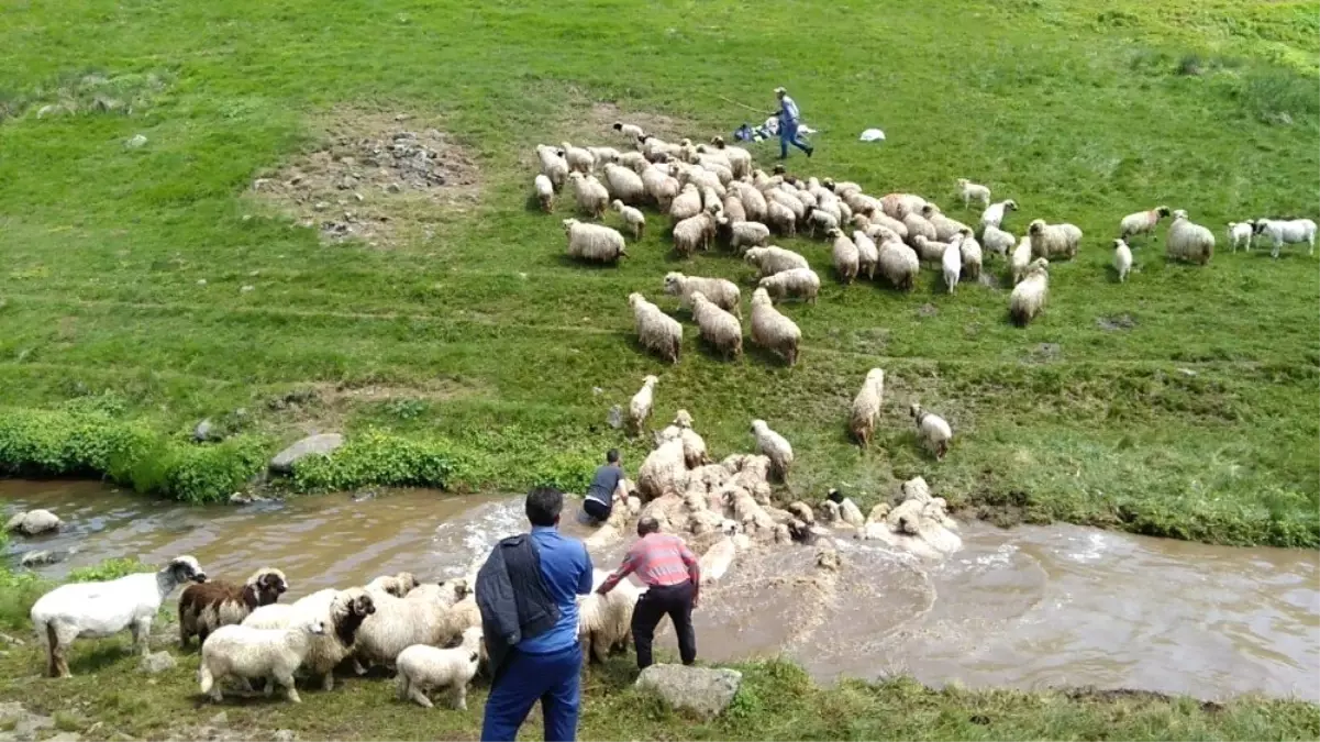 Koyun yıkama geleneği yüzyıllardır yaşatılıyor