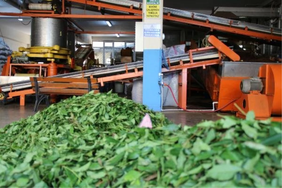 Lisenin çay fabrikasında öğrenciler üretirken öğreniyor