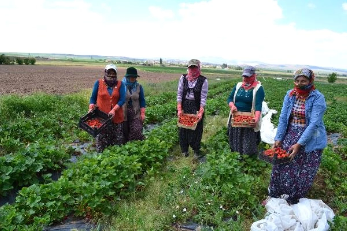 Mevsimlik işçi olarak geldiği köyde, çilek üreticisi oldu