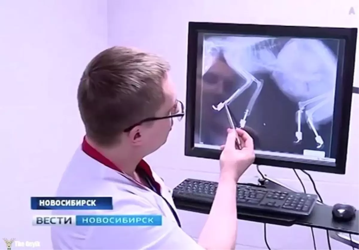 Patilerini Kaybeden Kedi Yapay Patilerle Hayata Döndü