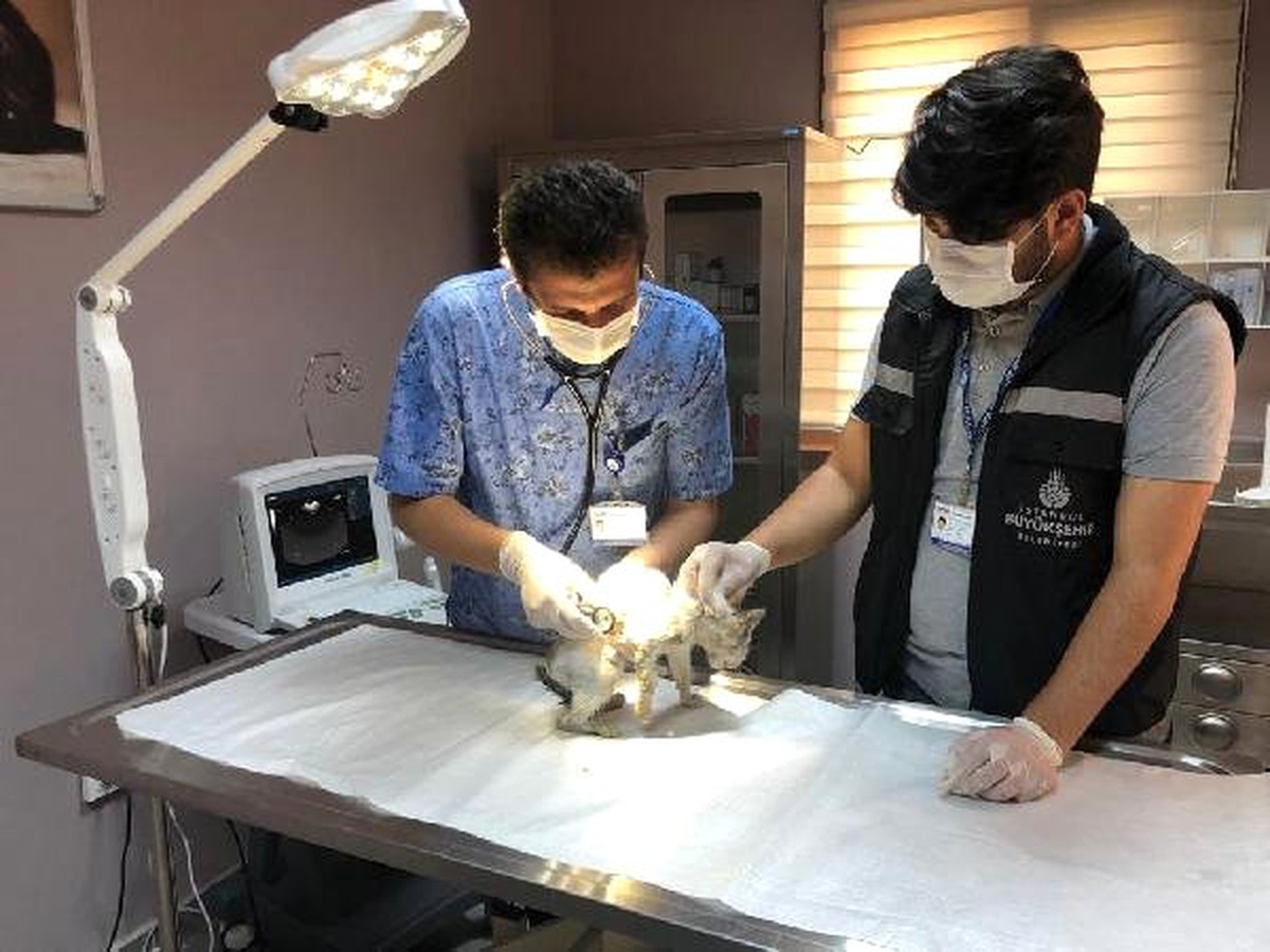 Pendik\'te suni teneffüsle hayata dönen kedinin sağlık durumu iyi