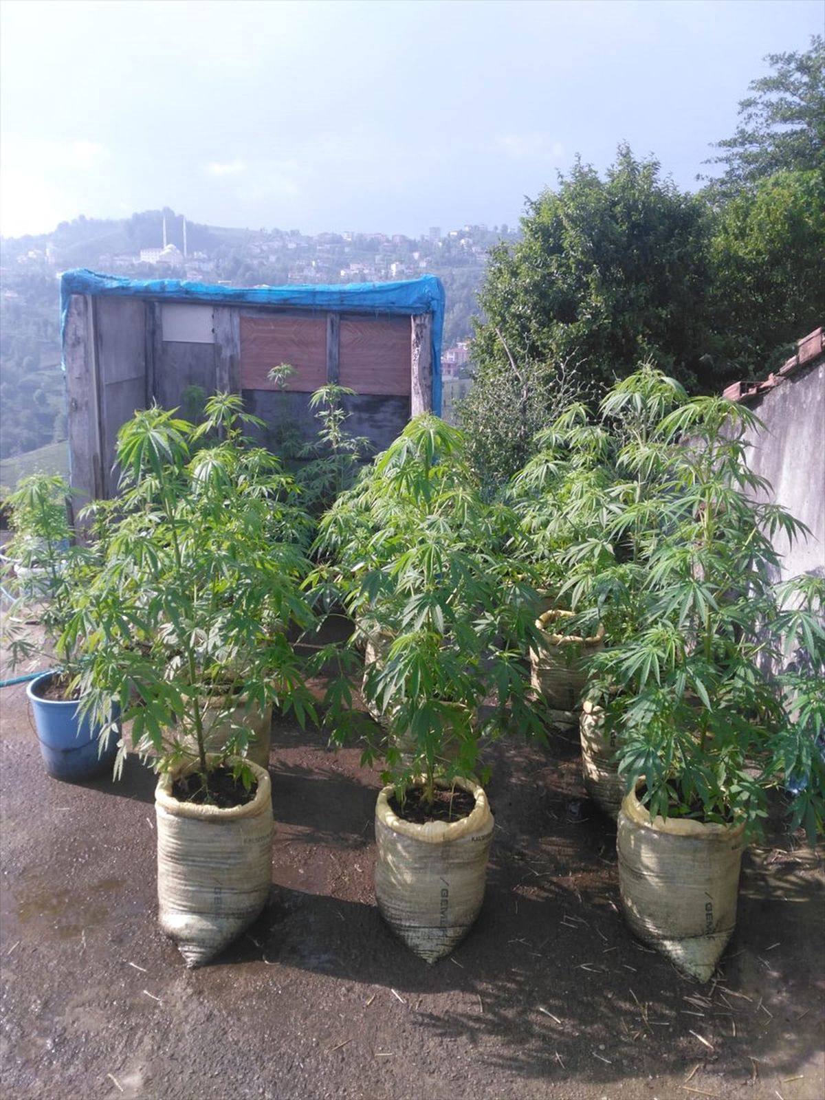Rize\'de Hint keneviri operasyonu
