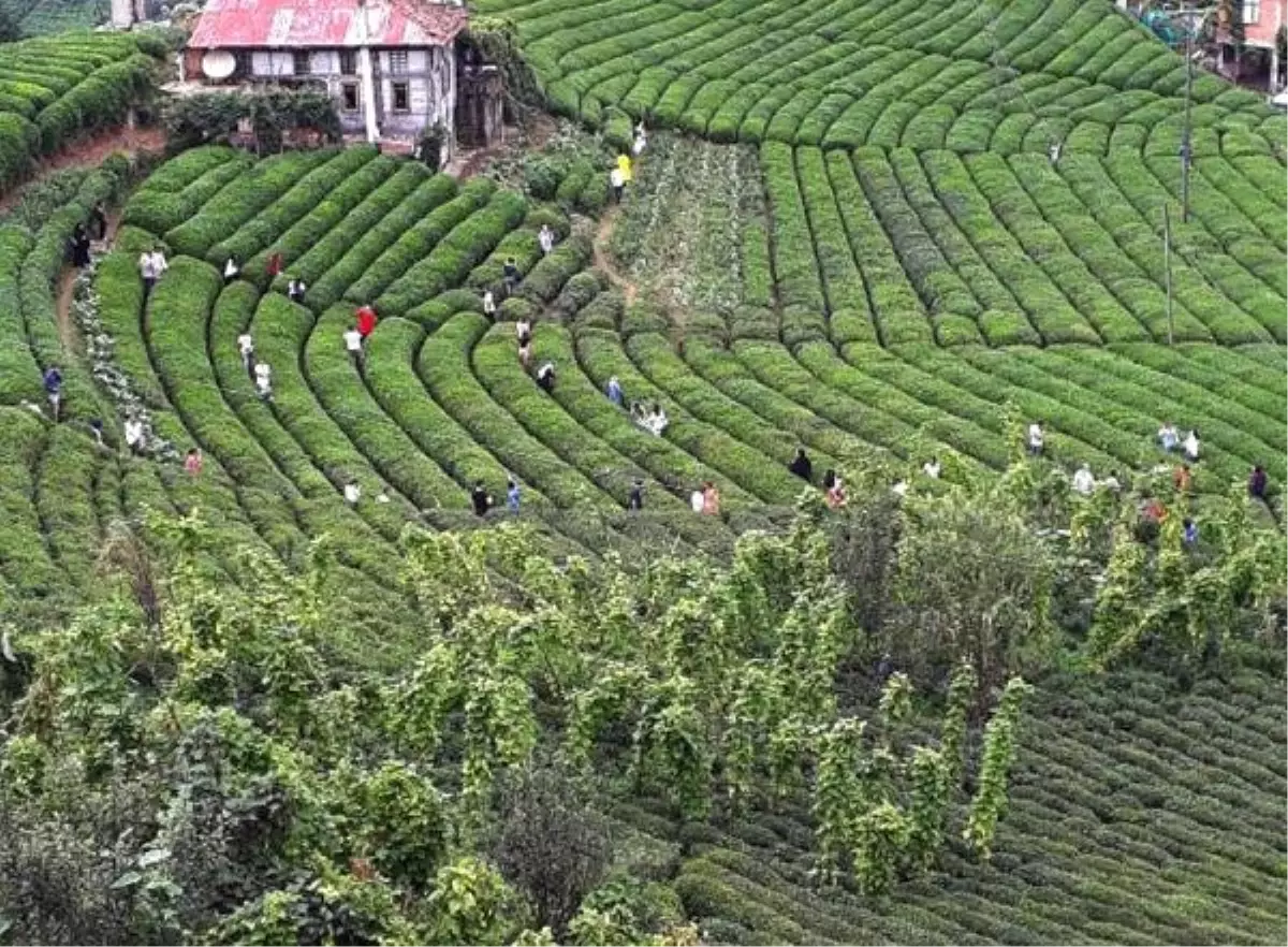 Rize\'deki çay tarlasına ziyaretçi akını