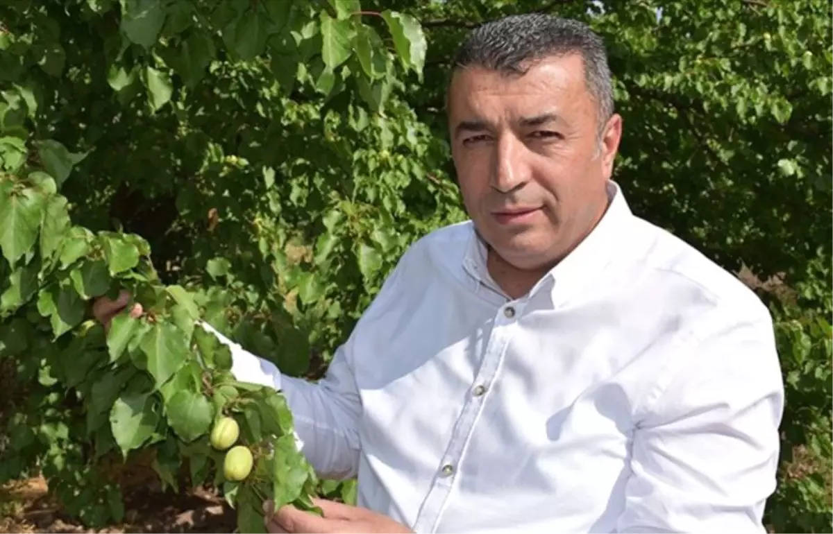 \'Şu an tüketiciye sunulan kayısı Malatya kayısısı değil\'