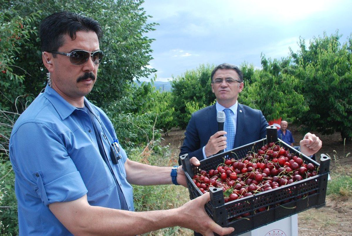 Tokat\'ta ihracatlık kiraz hasadı başladı
