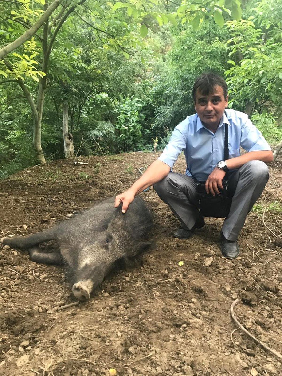 Yaralanan domuzu tellerden kurtararak doğaya saldılar
