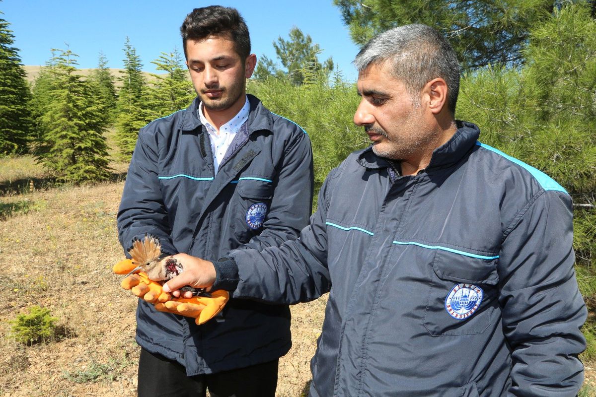Yaralı efsanevi kuşlar tedavi altında