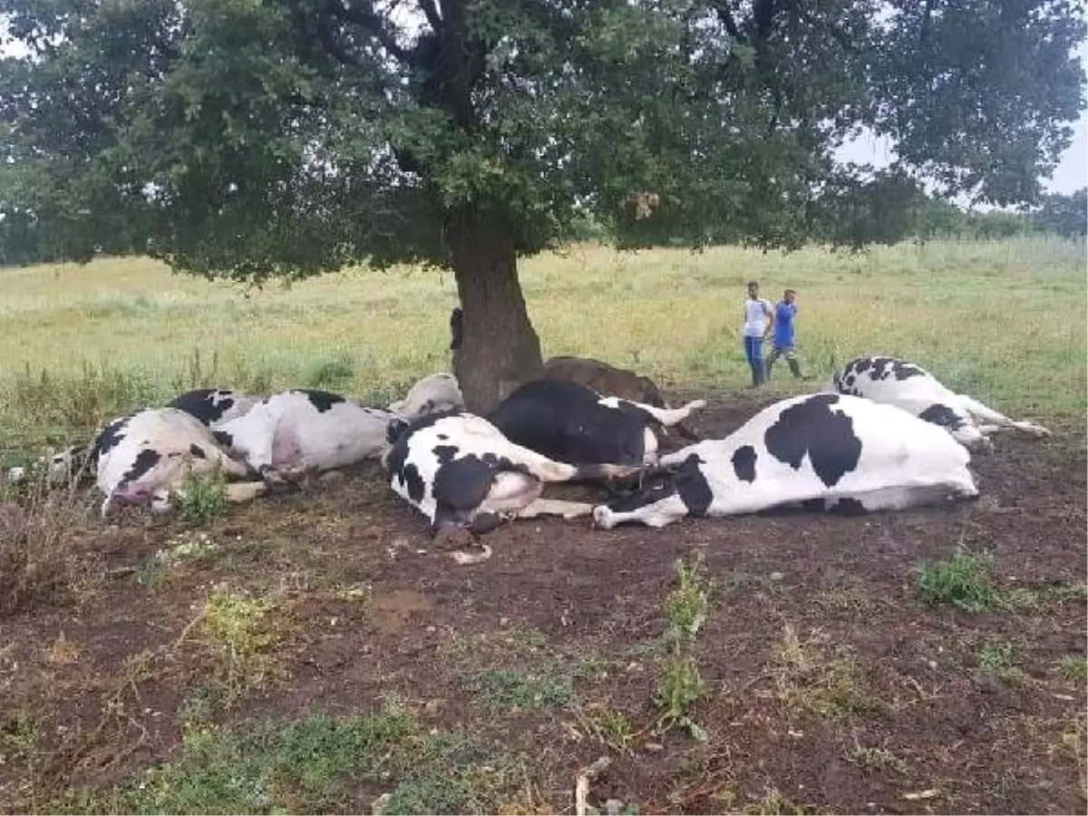 Yıldırım isabet eden ağacın altındaki 8\'i gebe 10 inek öldü