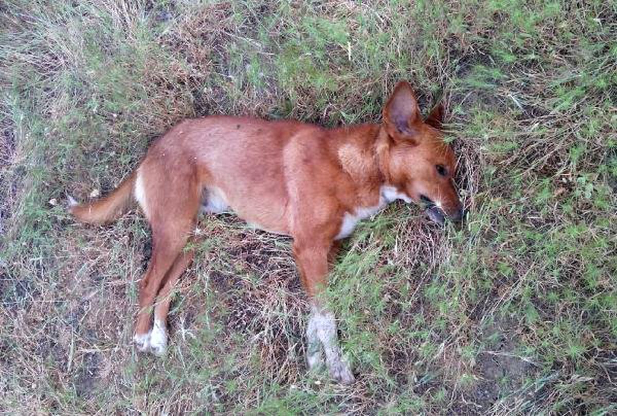 Ceviz bahçesinde 4 köpek ölüsü bulundu